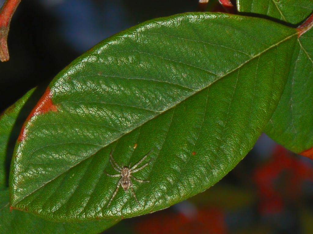 Piccolo su foglia: Anyphaena sp....?